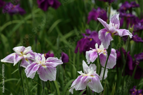 Rainy Violet