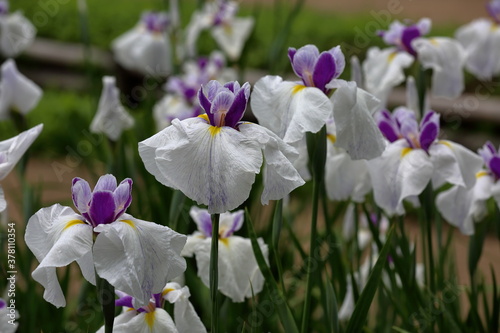 Rainy Violet