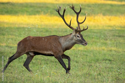 Vital red deer  cervus elaphus  running on meadow in autumn nature. Active stag sprinting on green field in sunrise. Wild antlered animal in movement in fall.