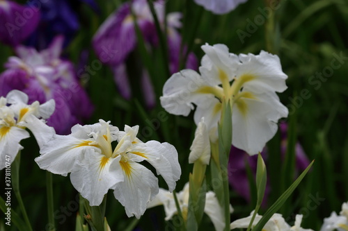 Rainy Violet