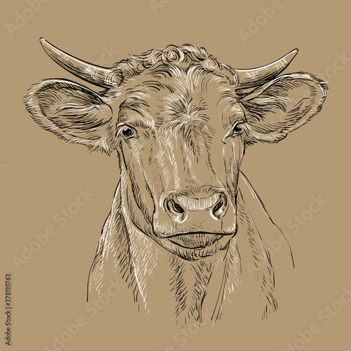 Head of bull head vector illustration brown