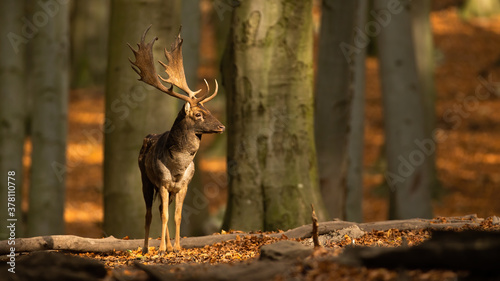 Fototapeta Naklejka Na Ścianę i Meble -  Male fallow deer, dama dama, standing in woodland and looking around during autumn rutting season. Stag with antlers in sunny fall forest. Animal wildlife in nature with copy space.