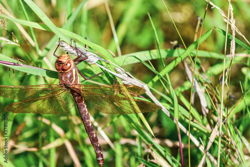 A large dragonfly rests on a branch outside as a spider approaches