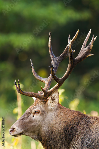 Red deer, cervus elaphus, observing in nature in sunlight from colse-up. Wild stag with huge antlers looking from profile in springtime. Detail of herbivore mammal watching around.