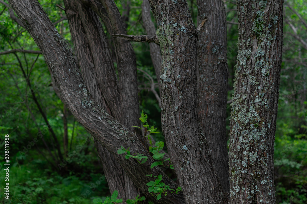 many gray tree trunks with moss patterns and light green foliage stand in forest many gray tree trunks with moss patterns and light green foliage stand in forest