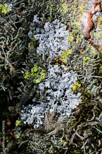 Foliose Lichen texture on the tree. Highly detailed fungus and moss in the outdoors forest. photo