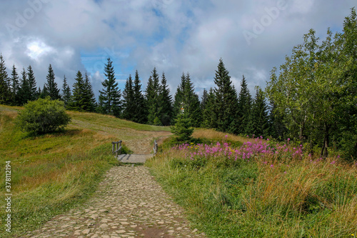 Fototapeta Naklejka Na Ścianę i Meble -  blooming fireweed, willow herb flower on the mountain meadow  with bridge