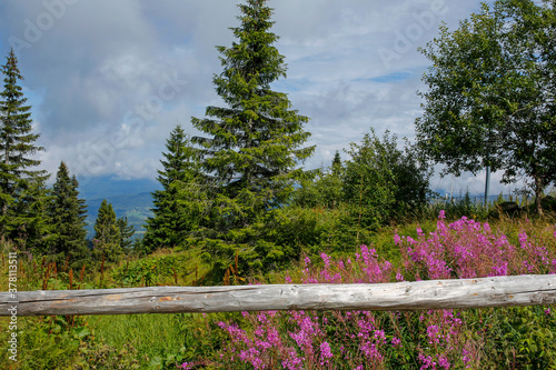 Fototapeta Naklejka Na Ścianę i Meble -  blooming fireweed, willow herb flower on the mountain meadow