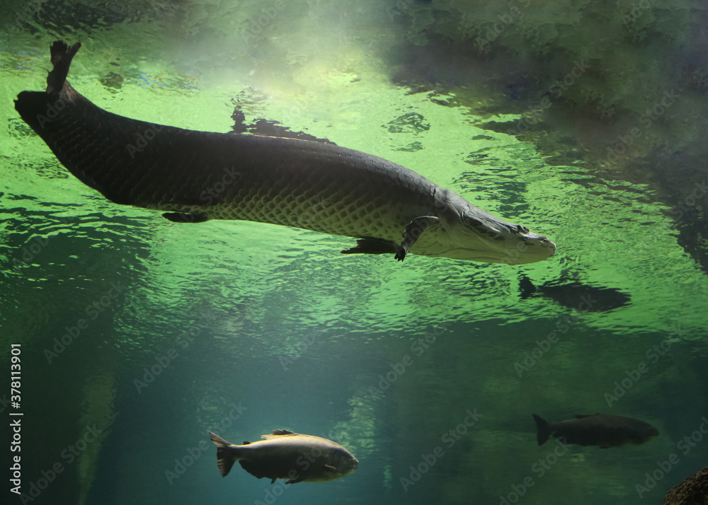Fototapeta premium Fish under water. Arapaima fish - Pirarucu Arapaima gigas one largest freshwater fish. Fish in the aquarium behind glass.