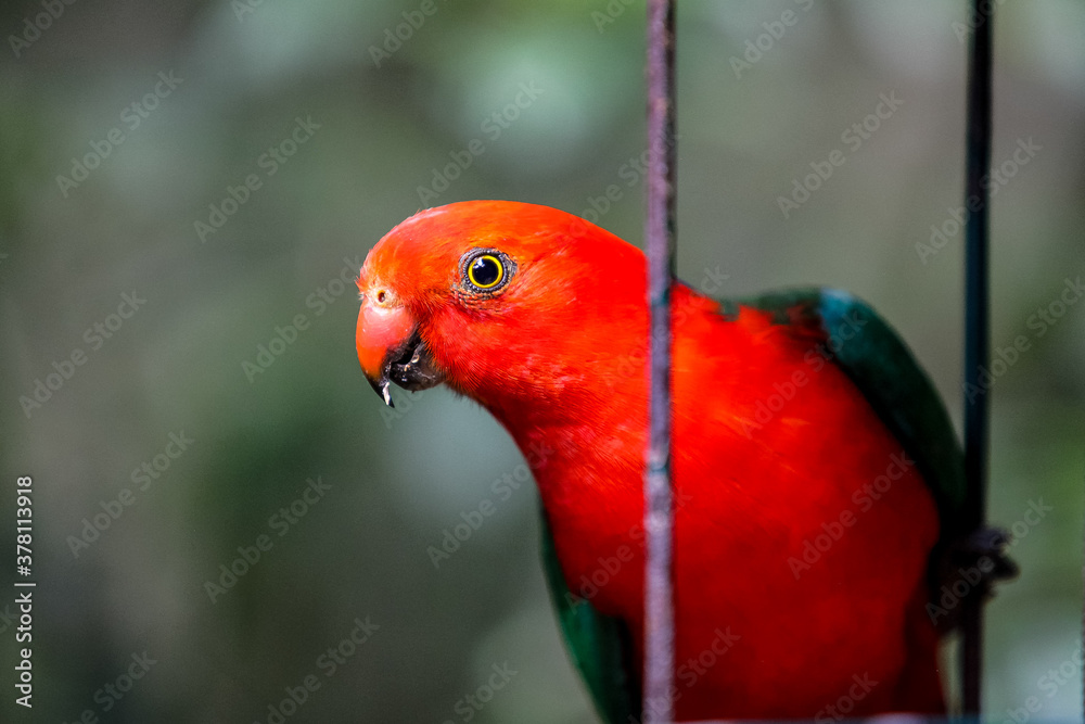 A male King Parrot sitting in a feeder in bushland, Queensland, Australia