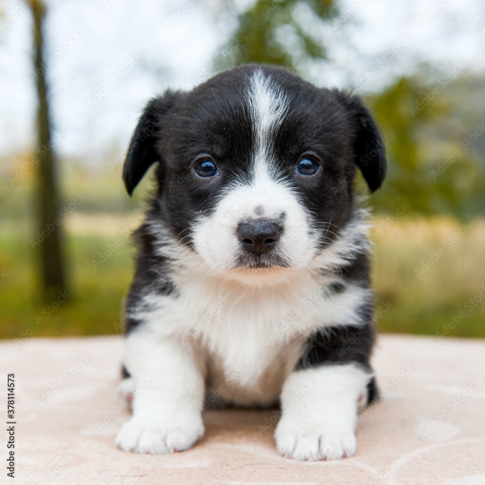 Welsh corgi pembroke puppy dog posing outside Welsh corgi pembroke puppy dog posing outside