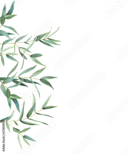 Watercolor frame of eucalyptus leaves on a white background