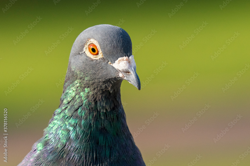 Rock Pigeon Columba livia Costa Ballena Rota Cadiz Rock Pigeon Columba livia Costa Ballena Rota Cadiz