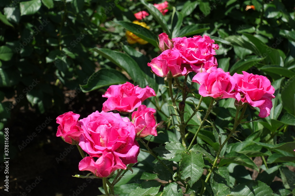 Numerous magenta colored flowers of roses in June