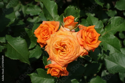 Five bright orange flowers of rose in June