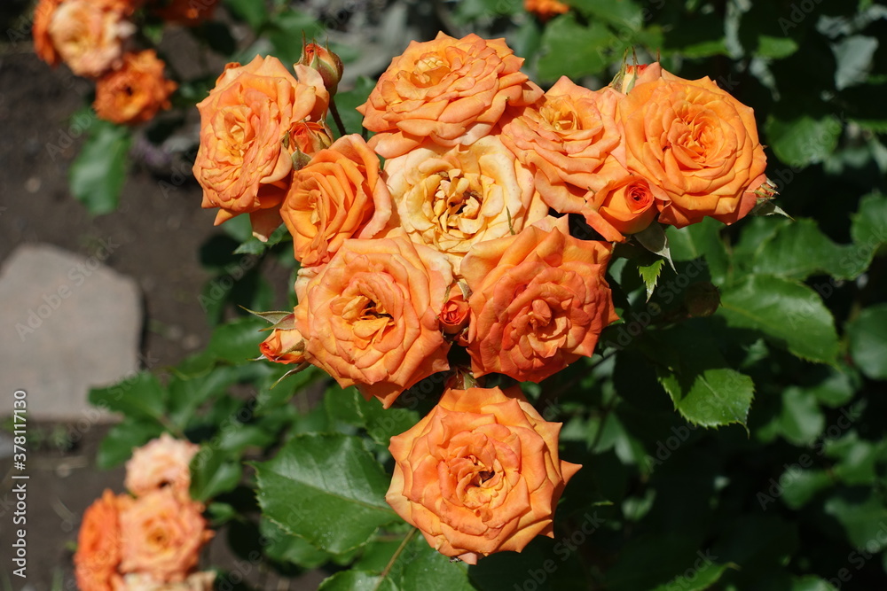 Fully opened bright orange flowers of rose in June Fully opened bright orange flowers of rose in June