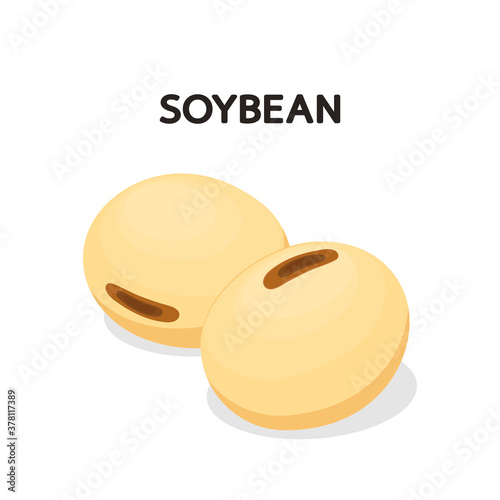 Soybean vector. Soybean on white background. free space for text.