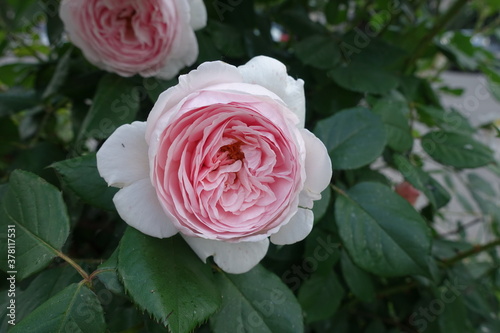Dense light pink double flower of rose in May
