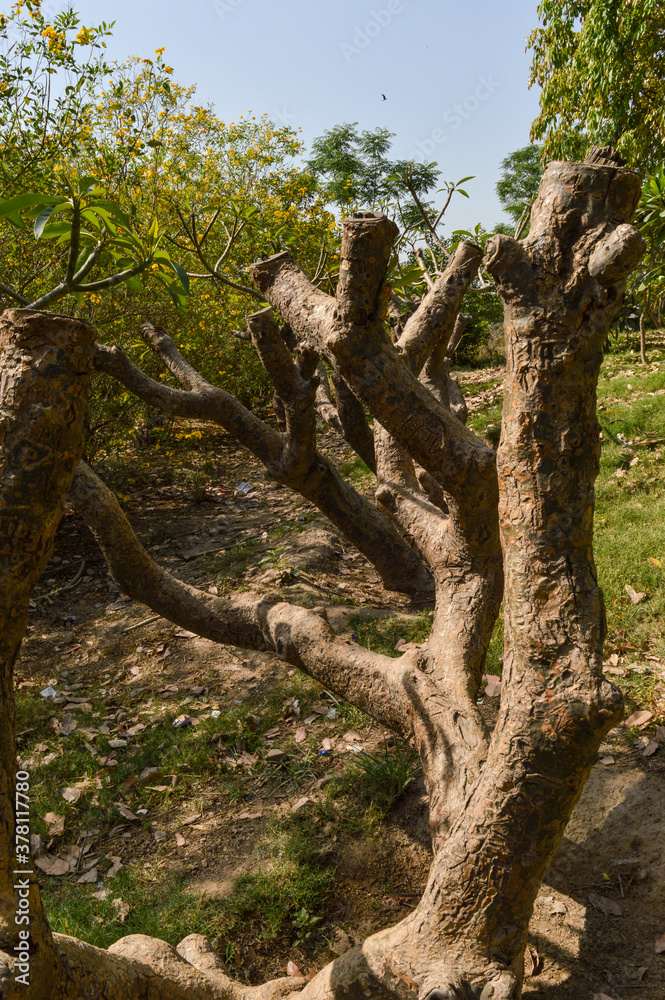 A branches of old plant create illusion. A branches of old plant create illusion.