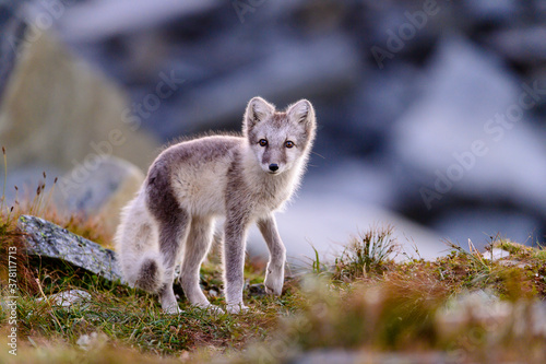 Wild Arctic fox cub (Vulpes lagopus) in Dovre mountains, Norway photo
