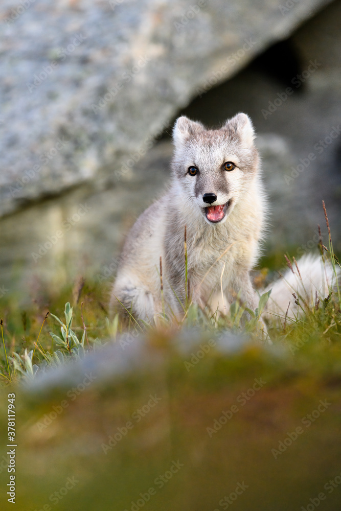 Wild Arctic fox cub (Vulpes lagopus) in Dovre mountains, Norway Wild Arctic fox cub (Vulpes lagopus) in Dovre mountains, Norway