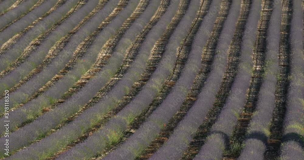 Field of lavenders,Ferrassieres, Provence, France Field of lavenders,Ferrassieres, Provence, France