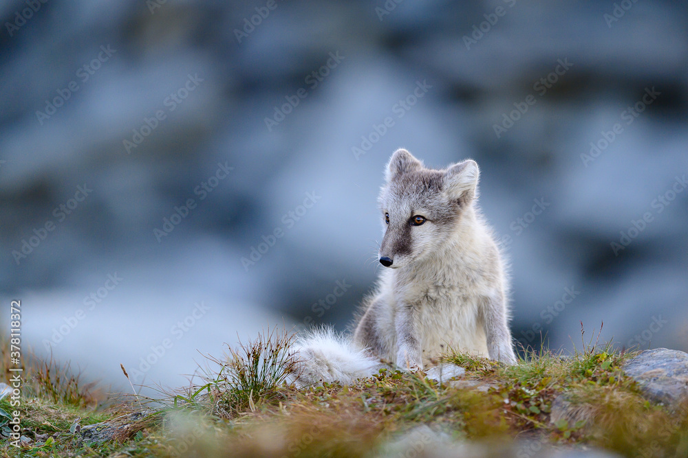 Wild Arctic fox cub (Vulpes lagopus) in Dovre mountains, Norway Wild Arctic fox cub (Vulpes lagopus) in Dovre mountains, Norway