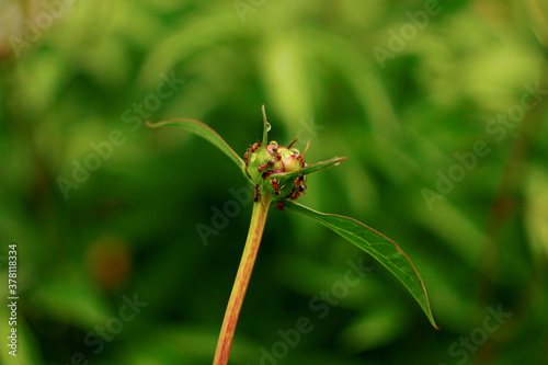 peony bud in ants in the garden on a green blurred background c © Zinesh