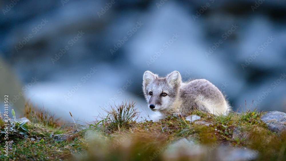 Wild Arctic fox cub (Vulpes lagopus) in Dovre mountains, Norway Wild Arctic fox cub (Vulpes lagopus) in Dovre mountains, Norway