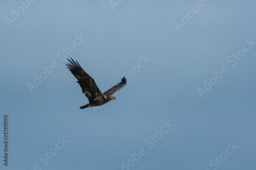 Immature Bald Eagle Soaring