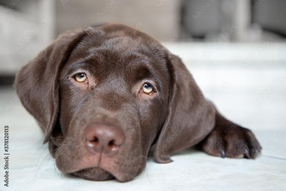 Kleiner brauner Labrador Welpe, liegend Kleiner brauner Labrador Welpe, liegend