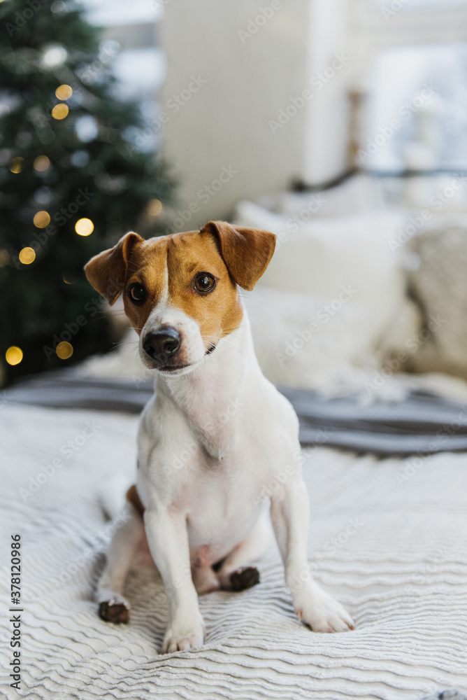 Dog in a room decorated for Christmas. Dog breed jack russell in the apartment.
