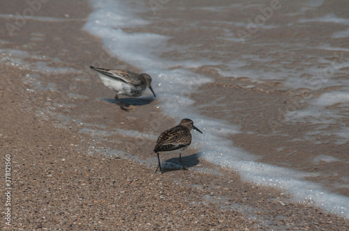 Common sandpipers  Actitis hypoleucos on sand beach water line in sunny summer day photo