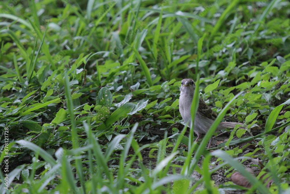 a little sparrow standing in the grass a little sparrow standing in the grass
