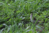 a little sparrow standing in the grass