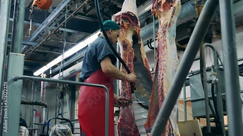 Beef carcasses are getting washed by a plant employee photo