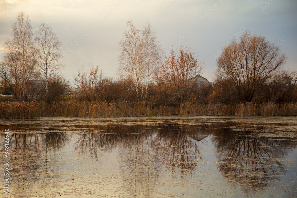 Trees near the lake at sunset.