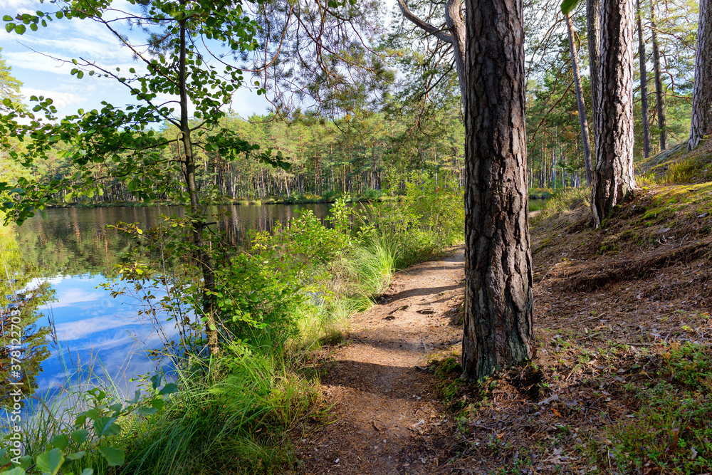 Pine trees in early autumn in the forest on a sunny warm day. Sunlight shines through the branches onto the grass. Latvia Pine trees in early autumn in the forest on a sunny warm day. Sunlight shines through the branches onto the grass. Latvia
