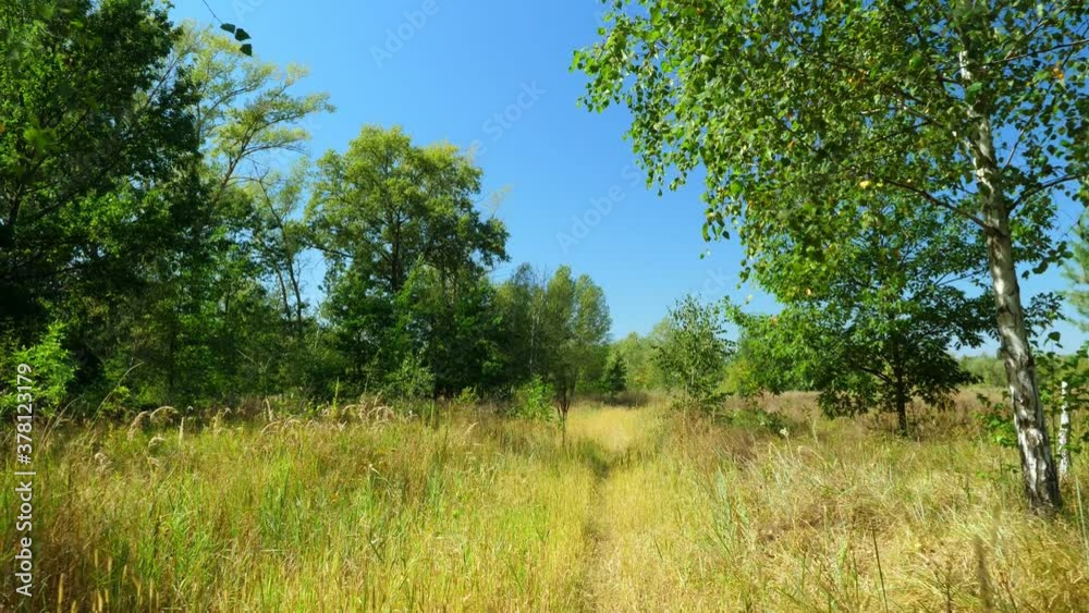 The camera moves along a path through a summer sunny forest. Travel and nature. The camera moves along a path through a summer sunny forest. Travel and nature.