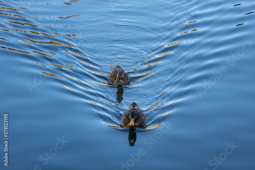 Male and Female American Black Ducks Swimming in the Water