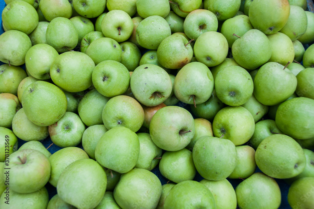 A selection of organic green apples at the market A selection of organic green apples at the market