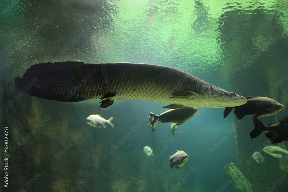 Fish under water. Arapaima fish - Pirarucu Arapaima gigas one largest freshwater fish. Fish in the aquarium behind glass. Blur. Fish under water. Arapaima fish - Pirarucu Arapaima gigas one largest freshwater fish. Fish in the aquarium behind glass. Blur.