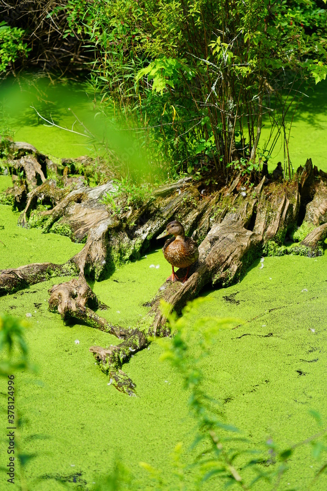 View of wild ducks in a pond covered with green algae in Maine View of wild ducks in a pond covered with green algae in Maine