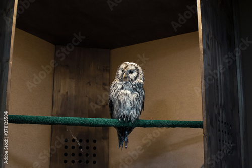 A Wet Long-tailed Owl Strix uralensis indoors