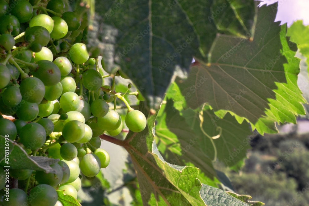 Fototapeta premium The growth of white wine in the fields of Istria, Croatia