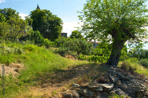 Scenic countryside road to beautiful vineyard of Istria, Croatia, on sunny day