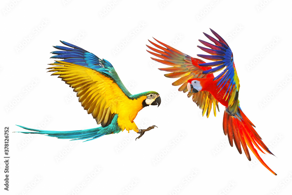Fototapeta premium Macaw parrots flying isolated on white background.