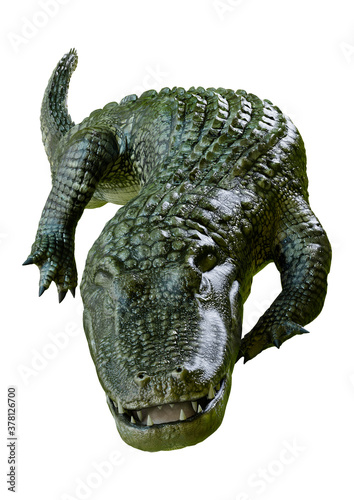 3D Rendering Green Alligator on White