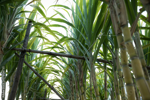 Sugarcane plants in growth at field
