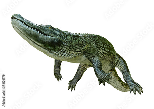 3D Rendering Green Alligator on White © photosvac